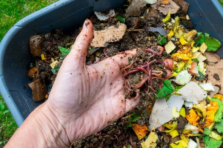pourquoi les vers de terre sortent du compost