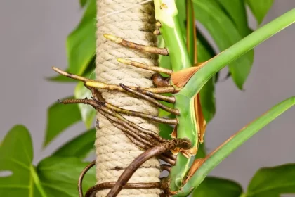 pourquoi ma monstera fait des racines aériennes