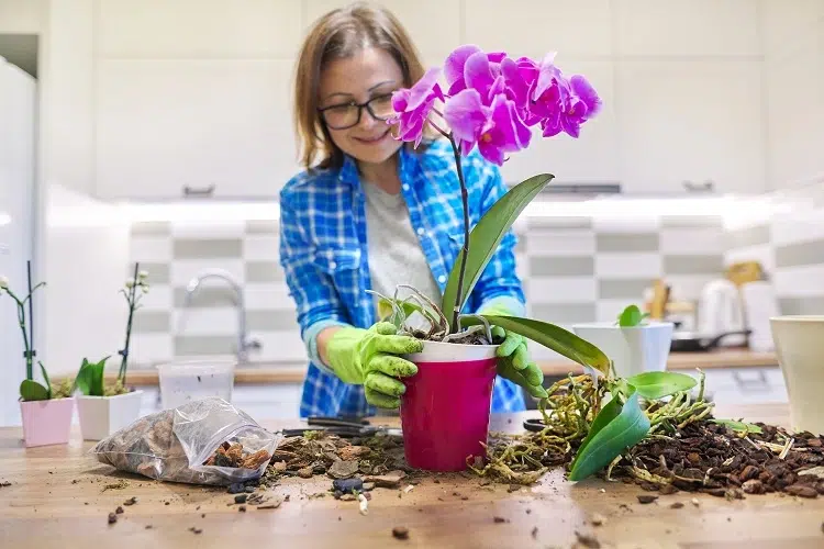 quand et comment rempoter une orchidée