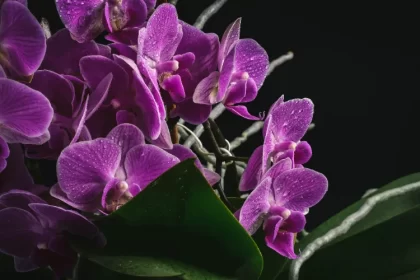 que faire avec les racines aériennes des orchidées faut il les couper