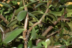 que faire des racines aériennes plantes succulents arbre jade