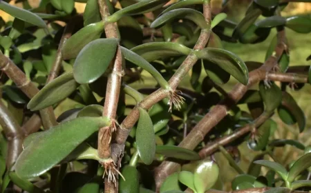 que faire des racines aériennes plantes succulents arbre jade