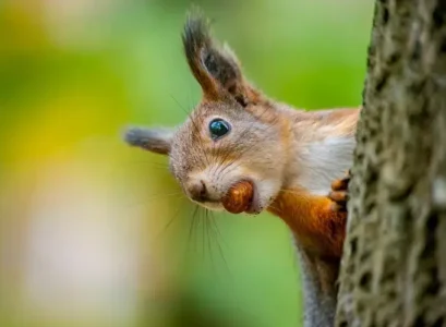 que mangent les écureuils sauvages