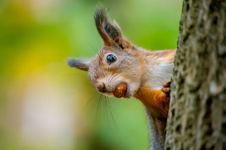 que mangent les écureuils sauvages