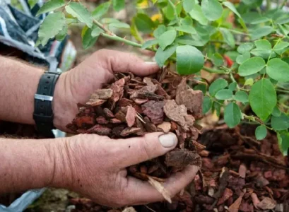 que mettre au pied des rosiers en hiver