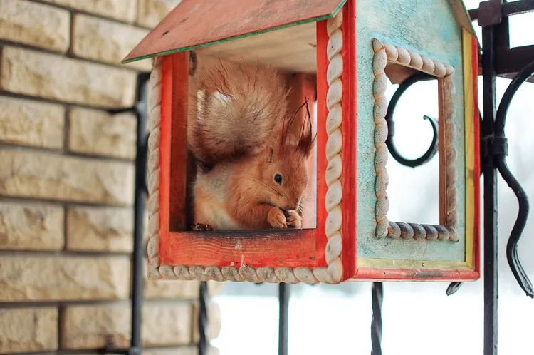 quelle est la nourriture des écureuils en hiver noix