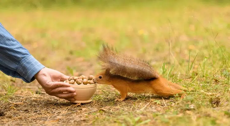 quelle nourriture pour attirer les écureuils