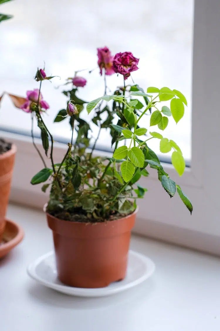 rose en pot interieur entretien plante odorante