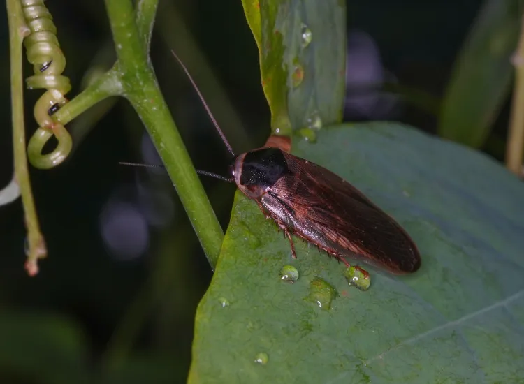 se débarrasser des blattes de jardin cafards éliminer insectes humidité feuilles mortes