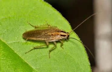 se débarrasser des blattes de jardin cafards éliminer insectes humidité racines