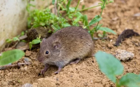 se débarrasser des campagnols rat taupier rongeur aill arbre