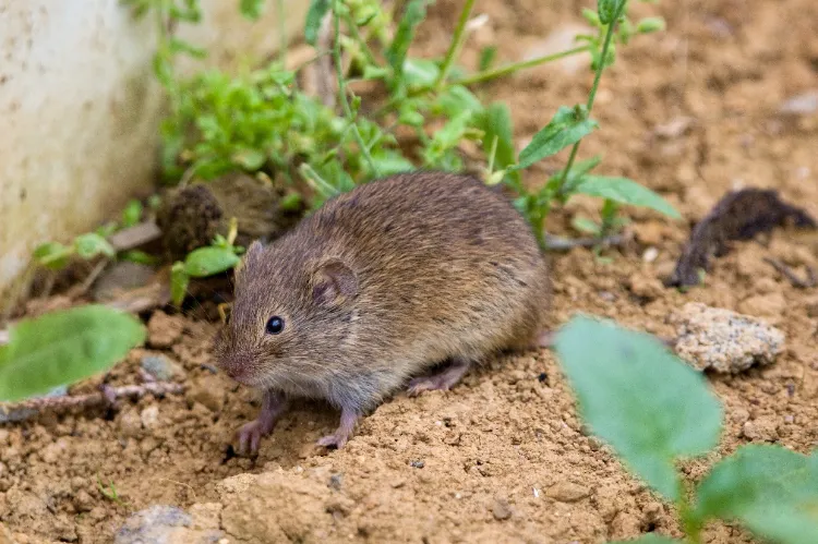 se débarrasser des campagnols rat taupier rongeur aill arbre