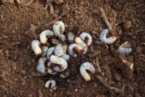 se debarrasser des vers blancs dans le compost cétoine hanneton pot