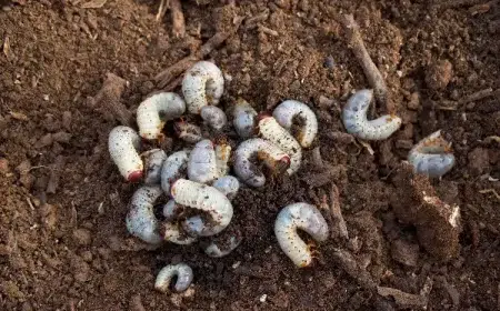 se debarrasser des vers blancs dans le compost cétoine hanneton pot