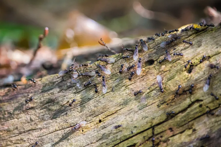 termites huile lavande comment se débarrasser des nuisibles dans le bois éliminer chauffage puces