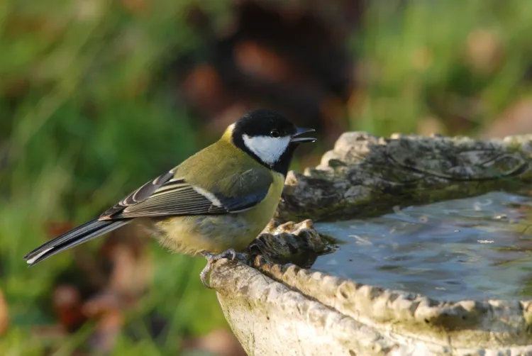 abrevoir oiseaux en hiver comment êmpecher l'eau de gêler
