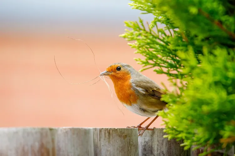aliments à ne jamais donner aux rouges gorges toxiques pour les oiseaux