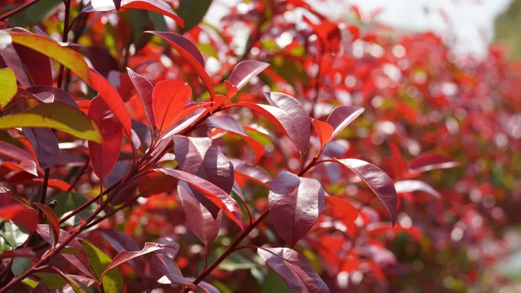 arbuste à feuillage persistant résistant au gel photinia red robin