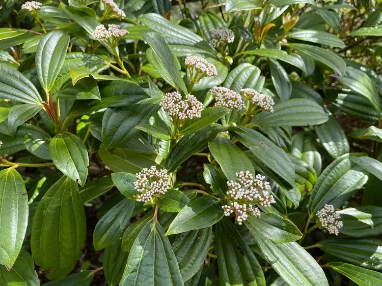 arbuste à fleurs blanches et à feuillage persistant viburnum davidii