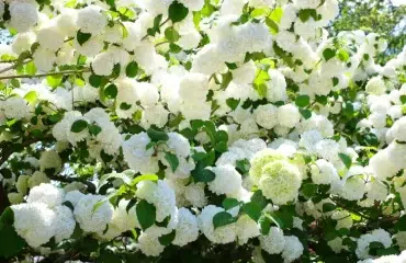arbuste à fleurs blanches et floraison abondante attirer les papillons