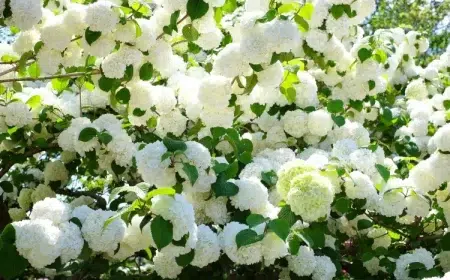 arbuste à fleurs blanches et floraison abondante attirer les papillons
