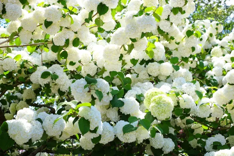 arbuste à fleurs blanches et floraison abondante attirer les papillons