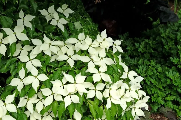 arbuste à fleurs blanches rustique floraison prolongée cornus kousa ‘great star’