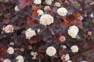 arbuste sans taille pas espèces entretien facile physocarpe à feuilles d'obier