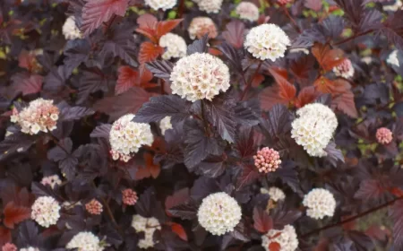 arbuste sans taille pas espèces entretien facile physocarpe à feuilles d'obier