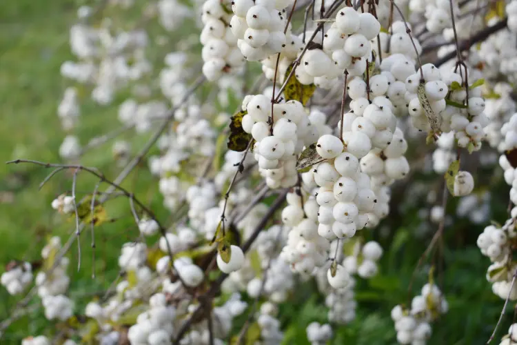 arbustes à baies blanches supporte le froid fleurs parfum hiver 