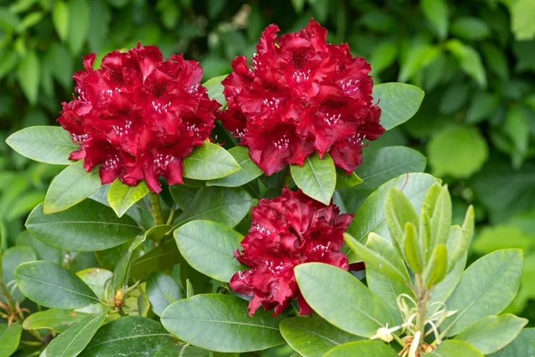 arbustes persistants résistant au gel rhododendron