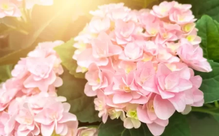 arbustes petite taille plein soleil floraison lana m envato