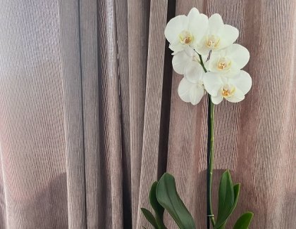 astuces entretien pour faire refleurir une orchidee en novembre