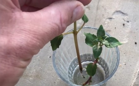 astuces tuto bouturer un fuchsia dans l'eau conseils multiplication bouturage