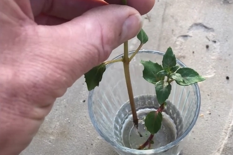astuces tuto bouturer un fuchsia dans l'eau conseils multiplication bouturage