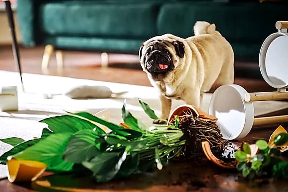 attention aux animaux domestiques