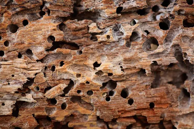 bâche puces de bois termites tôlecomment se débarrasser des nuisibles dans le bois éliminer chauffage