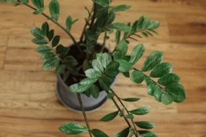 bouturage plante zz bouturer tout moment année intérieur période croissance meilleure
