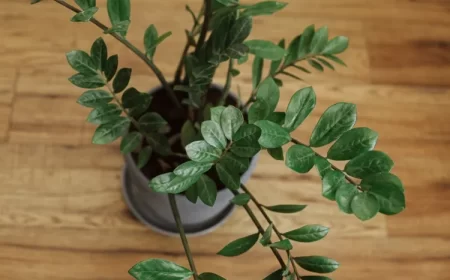 bouturage plante zz bouturer tout moment année intérieur période croissance meilleure