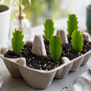 Boutures de cactus de Noël plantées dans des alvéoles de boîte à oeufs en carton recyclé