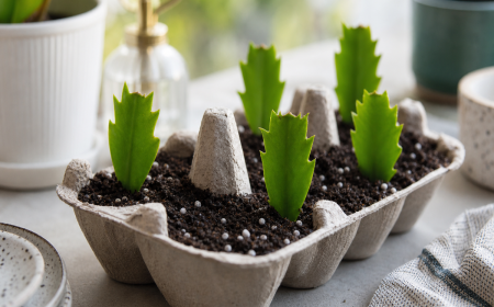Boutures de cactus de Noël plantées dans des alvéoles de boîte à oeufs en carton recyclé