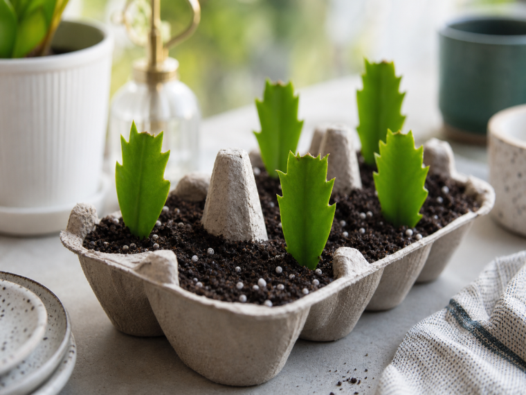 Boutures de cactus de Noël plantées dans des alvéoles de boîte à oeufs en carton recyclé