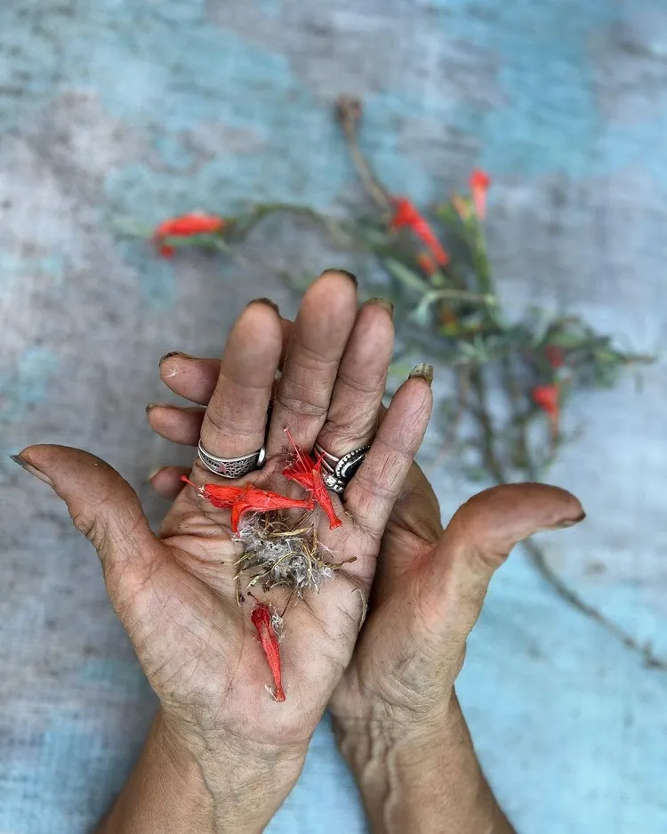 bouture fuchsia sans fleurs conseils bouturage dans l'eau
