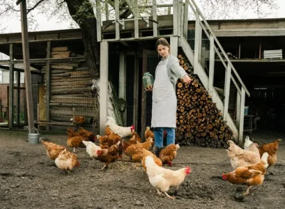 cendre de bois pour le poulailler