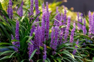 choisir une vivace à feuillage persistant jardin