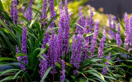 choisir une vivace à feuillage persistant jardin