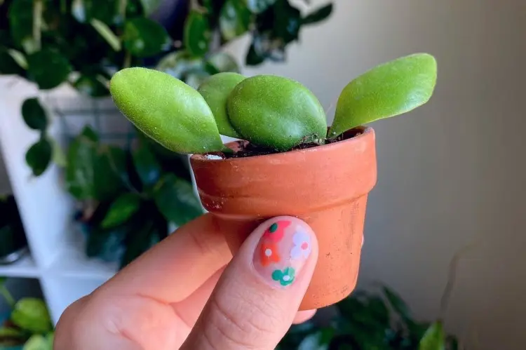 comment bouturer crassula ovata dans l'eau feuille tige harli g insta