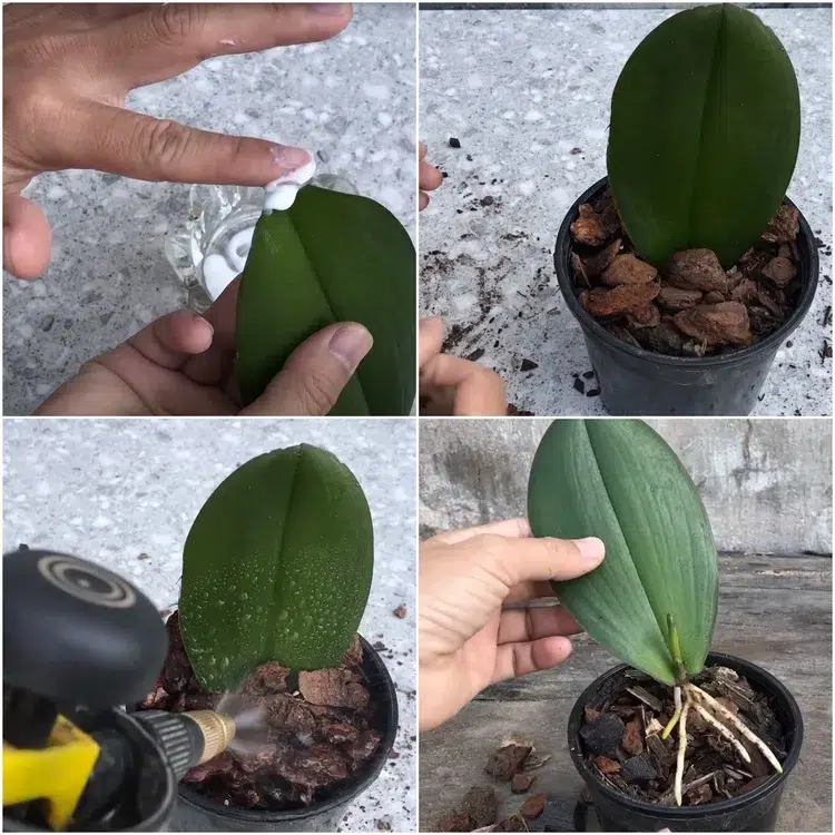 comment bouturer une orchidée à partir d'une feuille étapes à suivre
