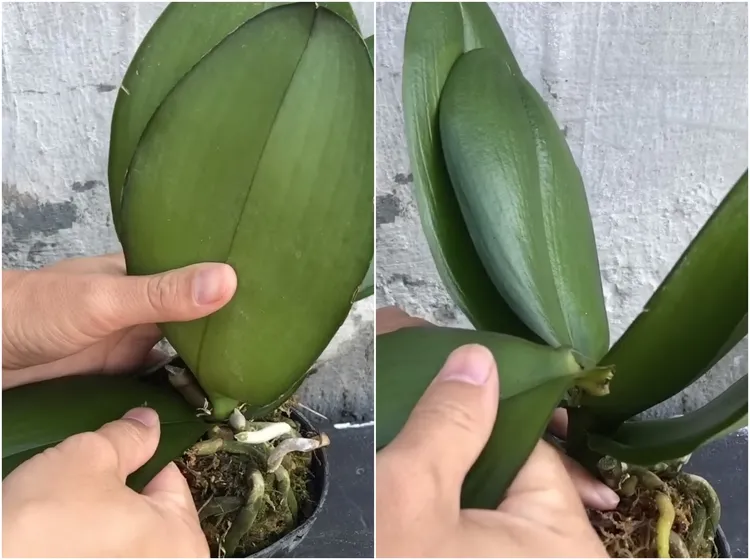 comment bouturer une orchidée à partir d'une feuille instructions