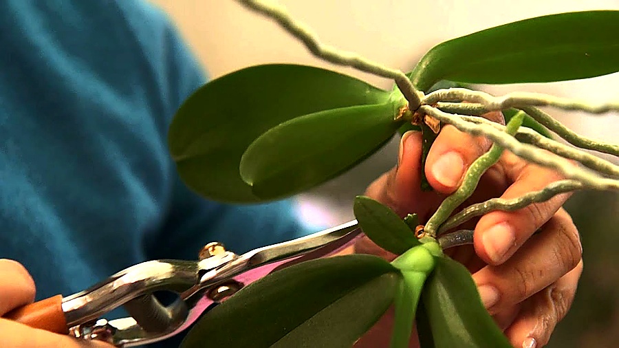 comment bouturer une orchidée